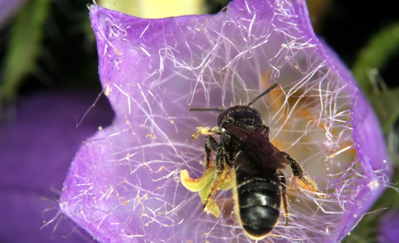 Scherenbiene (<i>Chelostoma</i>) in einer Glockenblume (<i>Campanula</i>)